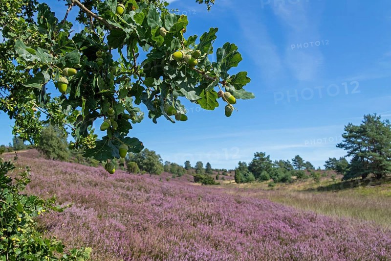 Oak, acorns, heather blossom at Wilseder Berg, Lüneburg Heath near Wilsede, Bispingen, Lower Saxony, Germany
