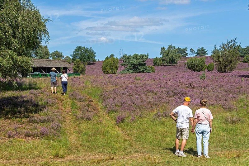 Beehive, tourists, heather blossom at Wilseder Berg, Lüneburg Heath near Wilsede, Bispingen, Lower Saxony, Germany