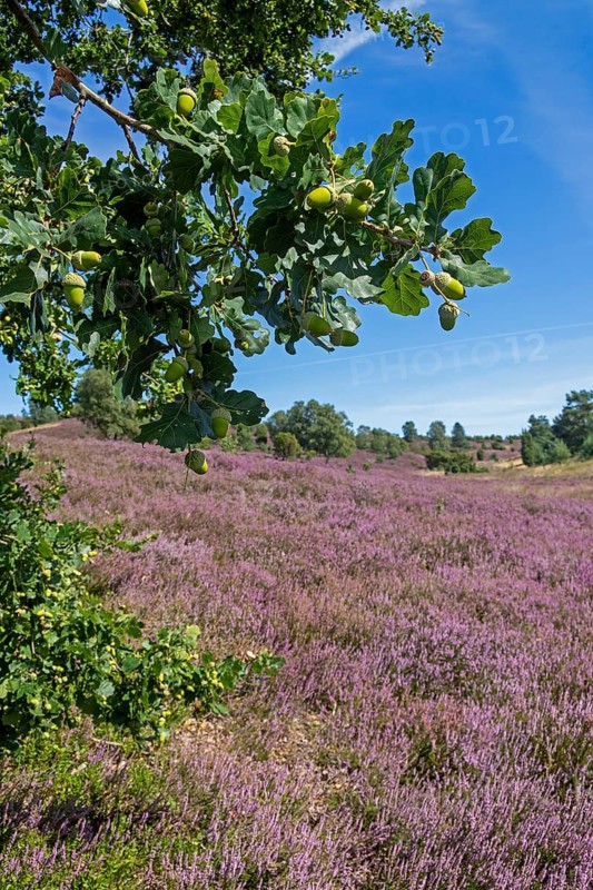 Oak, acorns, heather blossom at Wilseder Berg, Lüneburg Heath near Wilsede, Bispingen, Lower Saxony, Germany