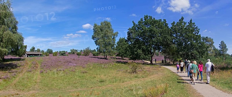 Panorama shot, Photomerge, apiary, tourists, heather blossom at Wilseder Berg, Lüneburg Heath near Wilsede, Bispingen, Lower Saxony, Germany