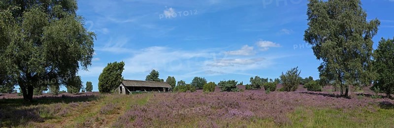 Panorama photo, Photomerge, apiary, heather blossom at Wilseder Berg, Lüneburg Heath near Wilsede, Bispingen, Lower Saxony, Germany