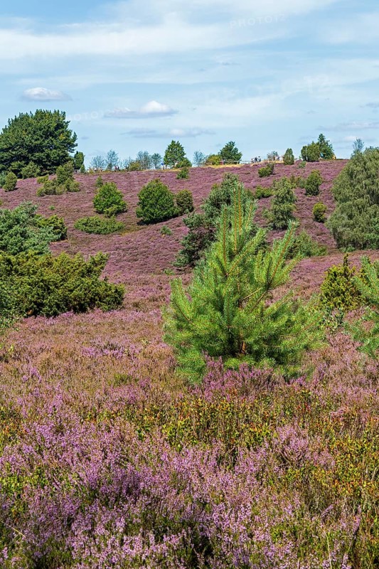 Wilseder Berg, heather blossom, Lüneburg Heath near Wilsede, Bispingen, Lower Saxony, Germany