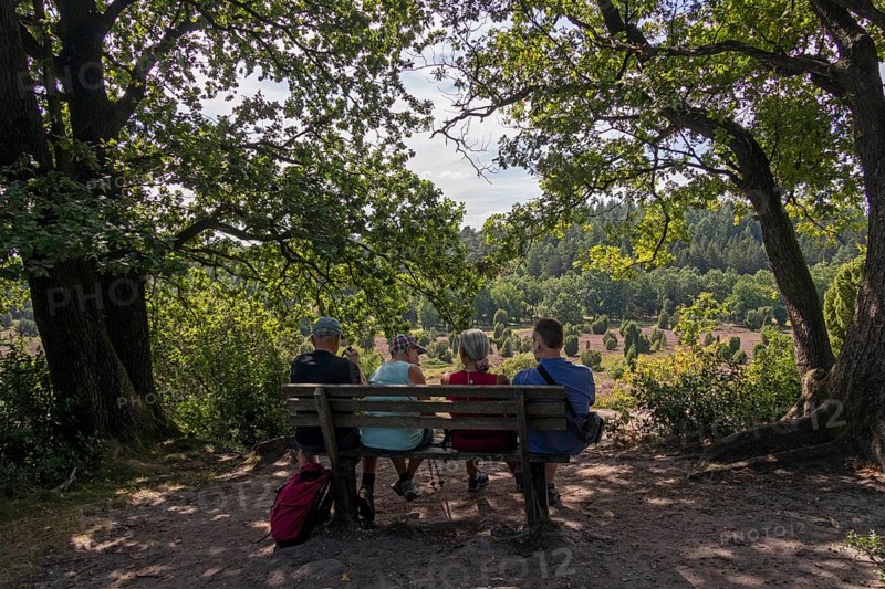 Viewpoint near the Totengrund, tourists, bench, Lüneburg Heath near Wilsede, Bispingen, Lower Saxony, Germany