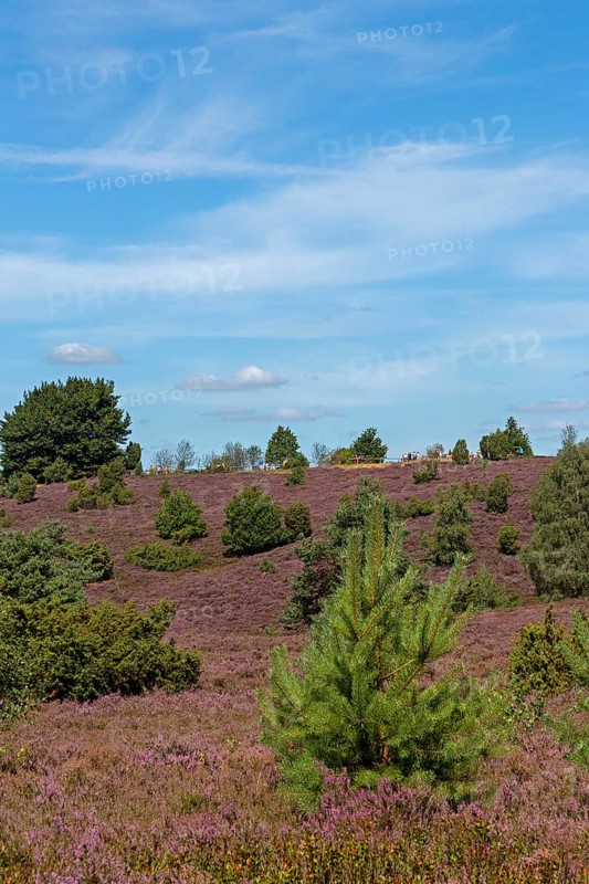 Wilseder Berg, heather blossom, Lüneburg Heath near Wilsede, Bispingen, Lower Saxony, Germany