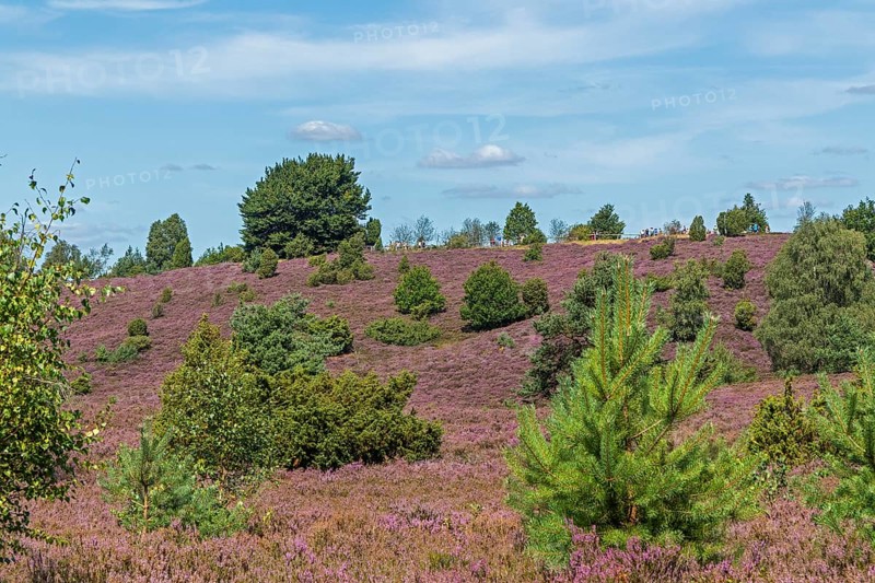 Wilseder Berg, heather blossom, Lüneburg Heath near Wilsede, Bispingen, Lower Saxony, Germany