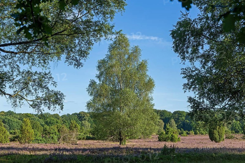 Lüneburg Heath near Wilsede, trees, heather blossom, Bispingen, Lower Saxony, Germany