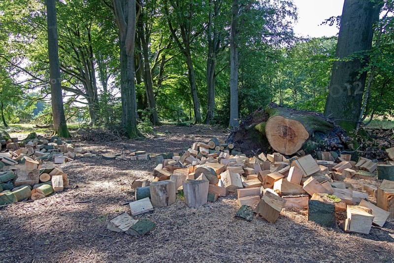 Felled tree cut into pieces, Lüneburg Heath near Wilsede, Bispingen, Lower Saxony, Germany