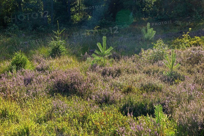 Flowering heather, young conifers, heather blossom, Lüneburg Heath near Wilsede, Bispingen, Lower Saxony, Germany