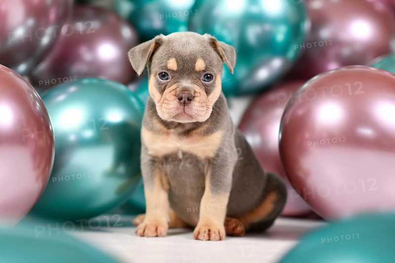 Six weeks old healthy lilac orange tan French Bulldog dog puppy with colorful balloons in background