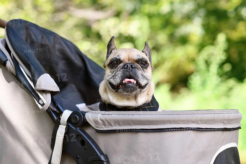 Old French Bulldog dog going on a walk in pet stroller