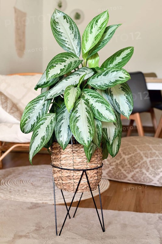 Tropical 'Aglaonema Silver Bay' houseplant with silver pattern in basket pot in boho style living room