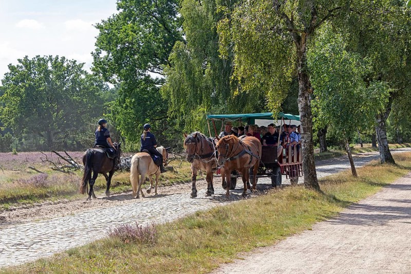 Horse-drawn carriage, female ambulance riders, heather blossom, Lüneburg Heath near Wilsede, Bispingen, Lower Saxony, Germany