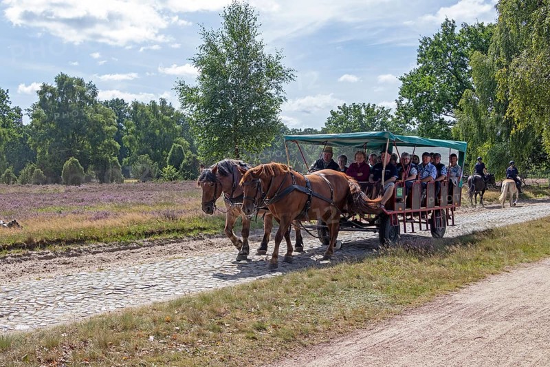 Horse-drawn carriage, female ambulance riders, heather blossom, Lüneburg Heath near Wilsede, Bispingen, Lower Saxony, Germany