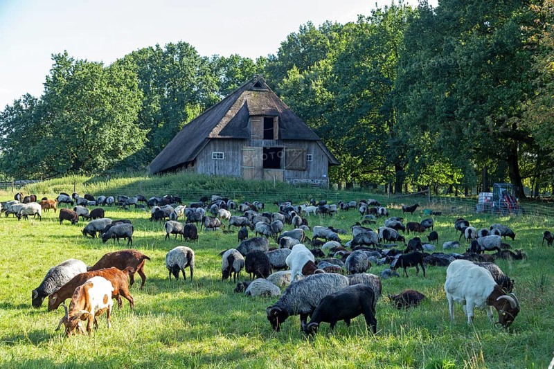 Sheep, Heidschnucken and goats grazing in front of sheepfold, Lüneburg Heath, Wilsede, Bispingen, Lower Saxony, Germany