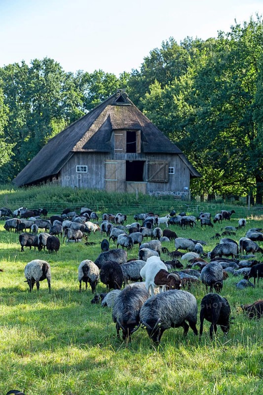 Sheep, Heidschnucken and goats grazing in front of sheepfold, Lüneburg Heath, Wilsede, Bispingen, Lower Saxony, Germany