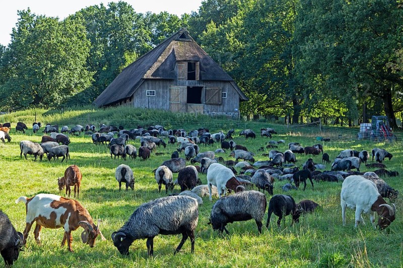 Sheep, Heidschnucken and goats grazing in front of sheepfold, Lüneburg Heath, Wilsede, Bispingen, Lower Saxony, Germany
