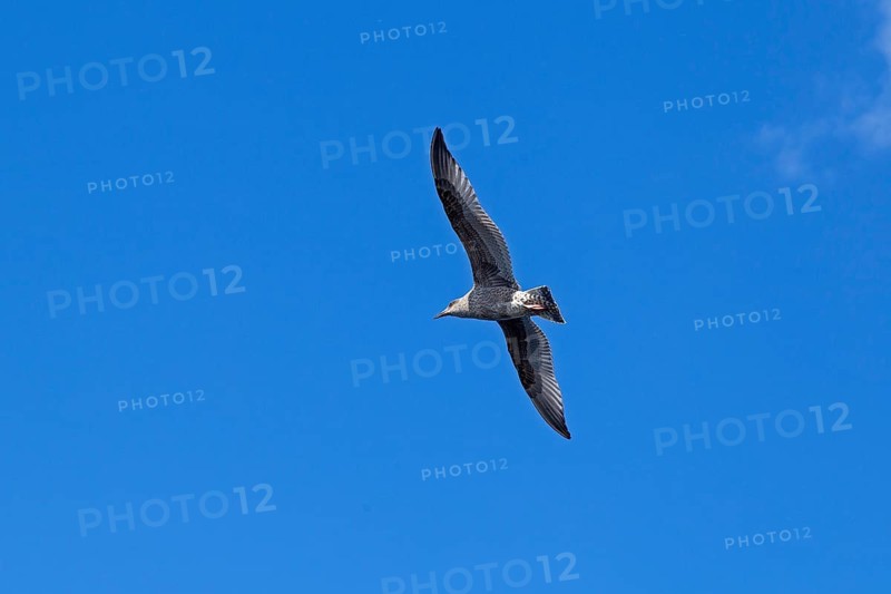 Young seagull in flight, city harbour, Rostock, Mecklenburg-Western Pomerania, Germany
