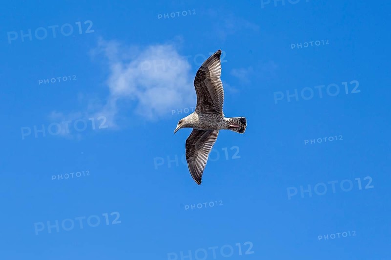 Young seagull in flight, city harbour, Rostock, Mecklenburg-Western Pomerania, Germany