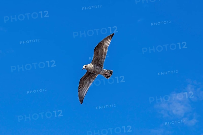 Young seagull in flight, city harbour, Rostock, Mecklenburg-Western Pomerania, Germany