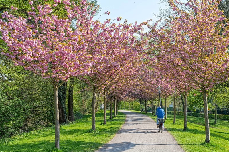 Cherry blossom on the rampart with cyclist Stadthagen Germany