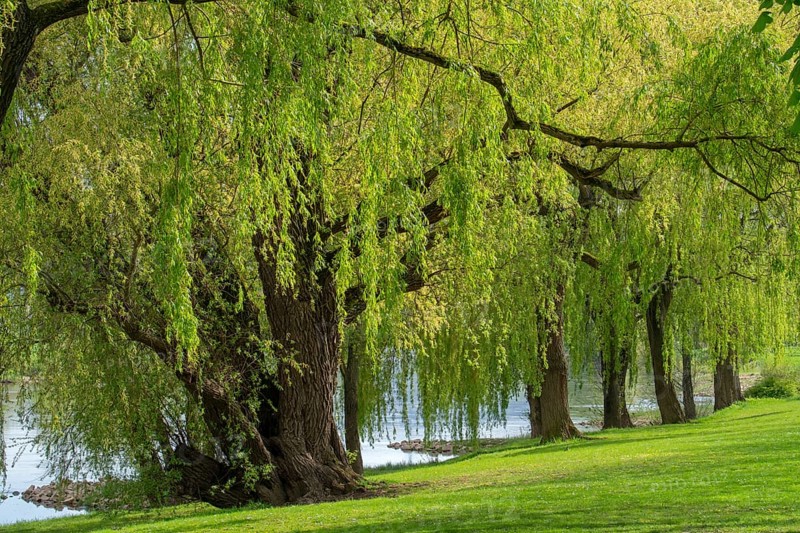 Willows on the banks of the Weser Minden Germany