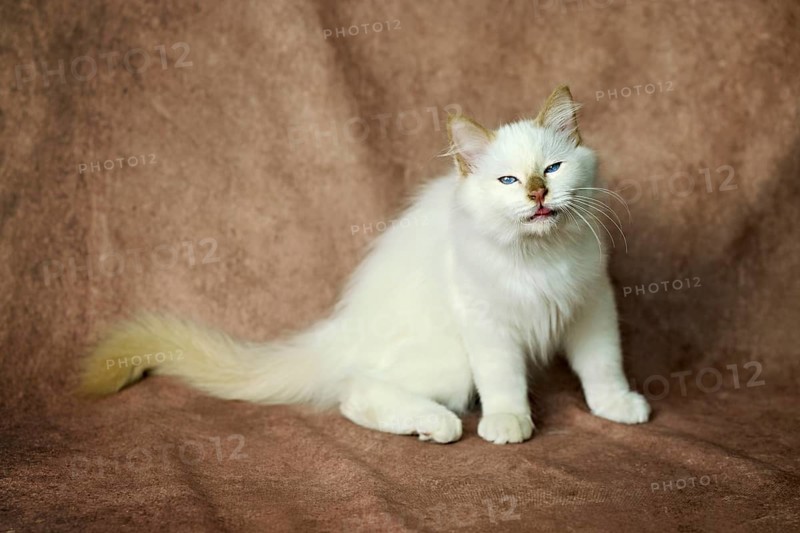Purebred cat, Sacred Burmese, young male cat, Cinnamon-point