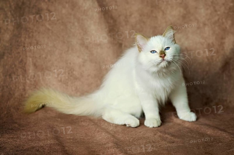 Purebred cat, Sacred Burmese, young male cat, Cinnamon-point