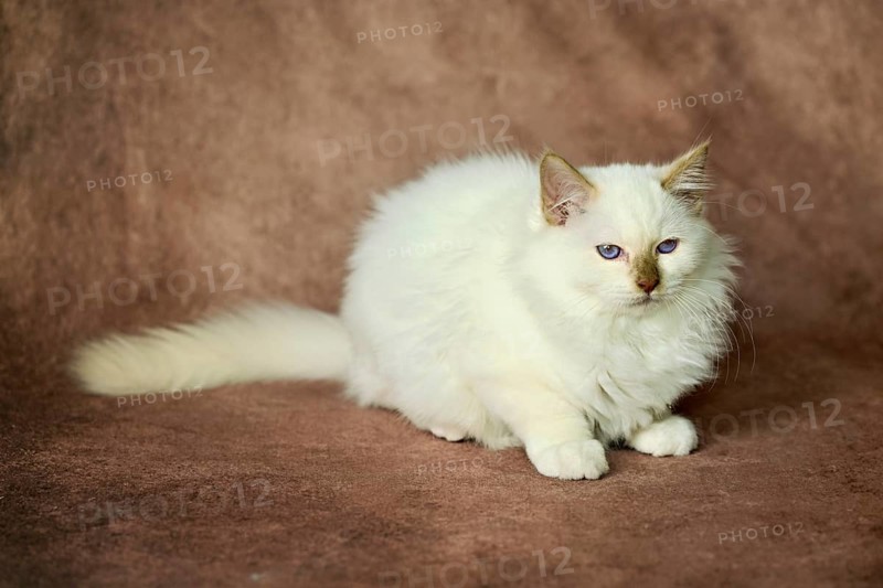 Purebred cat, Sacred Burmese, young male cat, Cinnamon-point