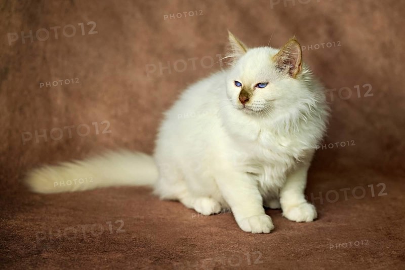 Purebred cat, Sacred Burmese, young male cat, Cinnamon-point