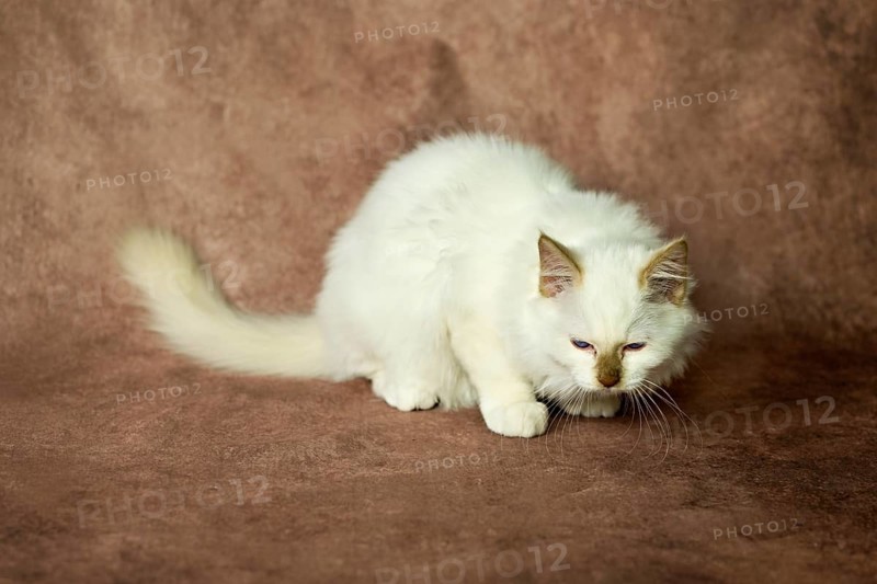 Purebred cat, Sacred Burmese, young male cat, Cinnamon-point
