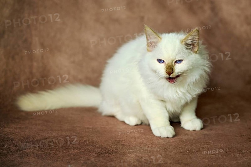 Purebred cat, Sacred Burmese, young male cat, Cinnamon-point