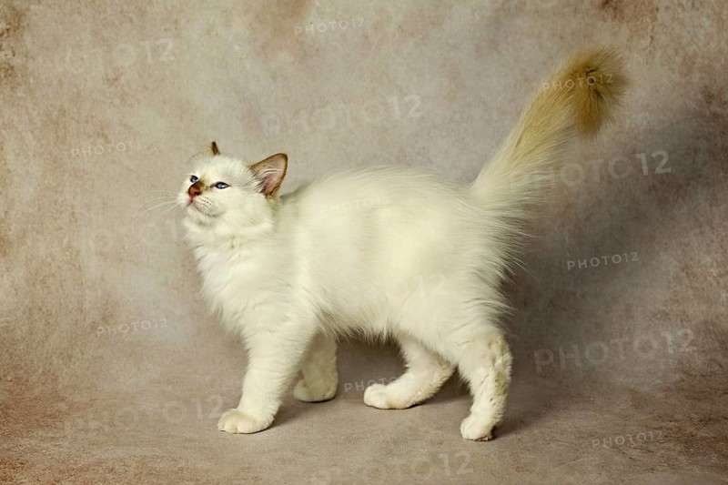 Purebred cat, Sacred Burmese, young male cat, Cinnamon-point