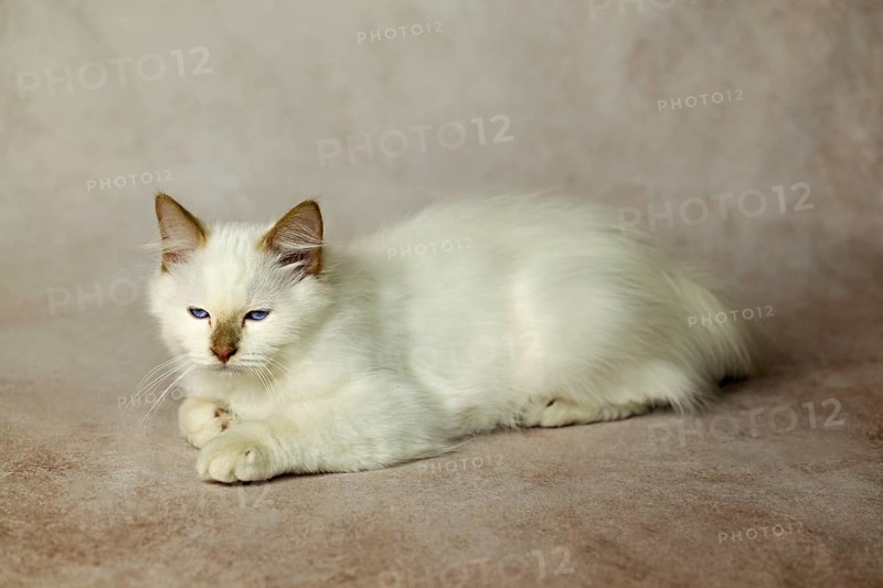 Purebred cat, Sacred Burmese, young male cat, Cinnamon-point