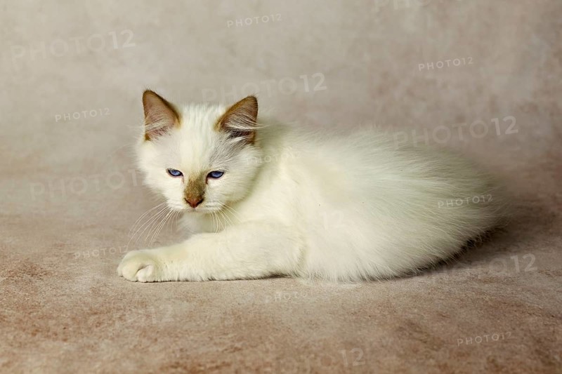 Purebred cat, Sacred Burmese, young male cat, Cinnamon-point