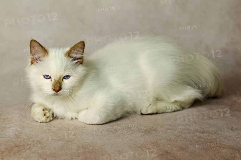 Purebred cat, Sacred Burmese, young male cat, Cinnamon-point