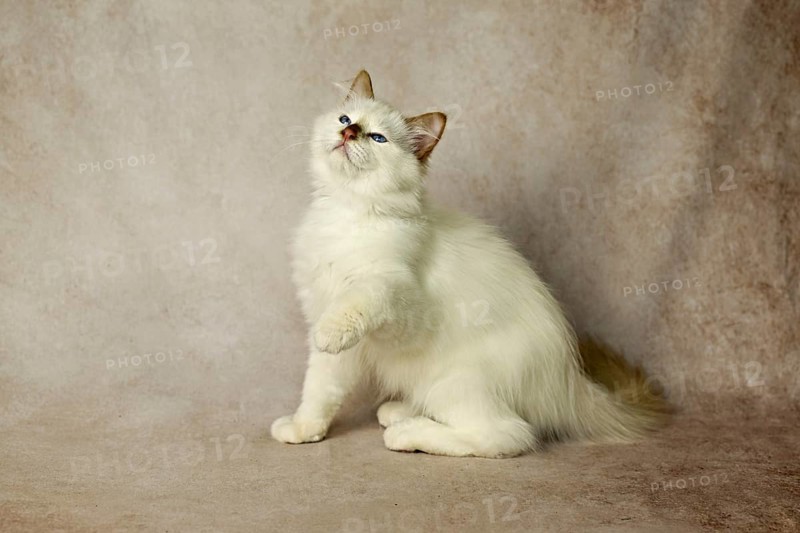Purebred cat, Sacred Burmese, young male cat, Cinnamon-point
