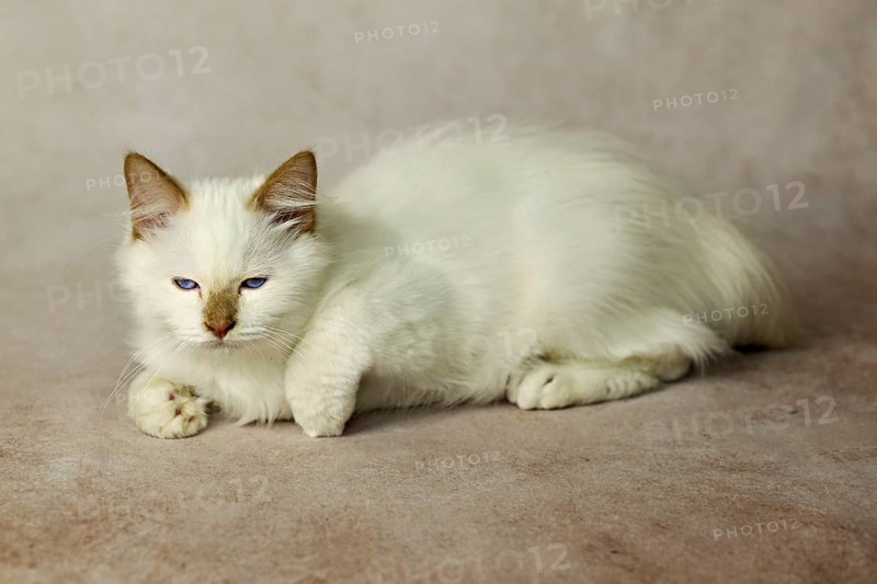 Purebred cat, Sacred Burmese, young male cat, Cinnamon-point