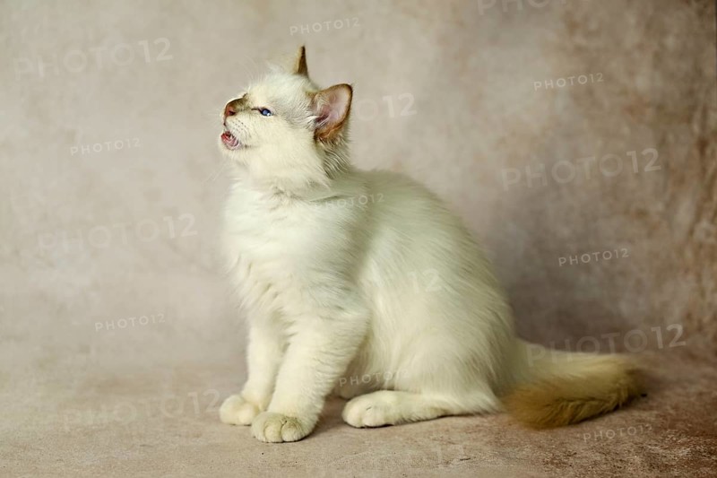 Purebred cat, Sacred Burmese, young male cat, Cinnamon-point