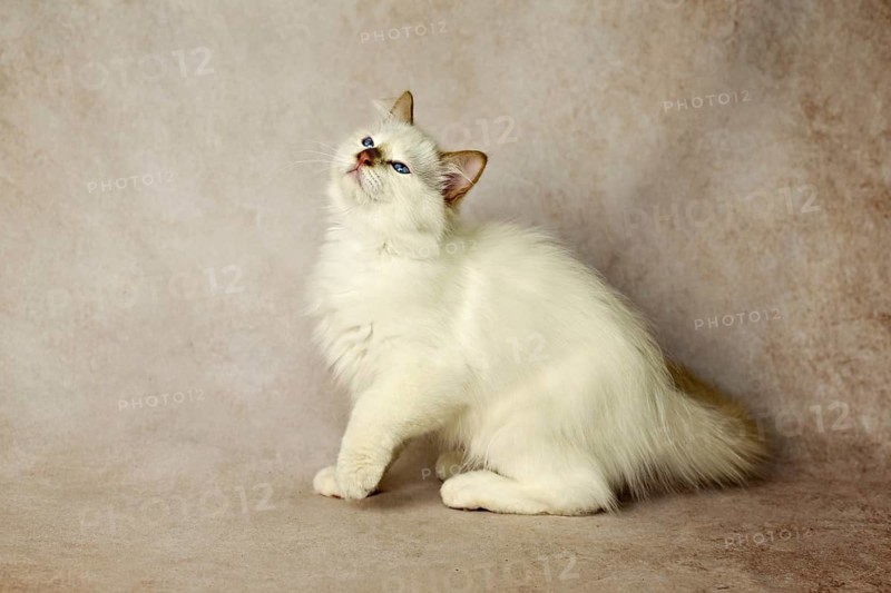 Purebred cat, Sacred Burmese, young male cat, Cinnamon-point