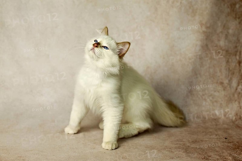 Purebred cat, Sacred Burmese, young male cat, Cinnamon-point