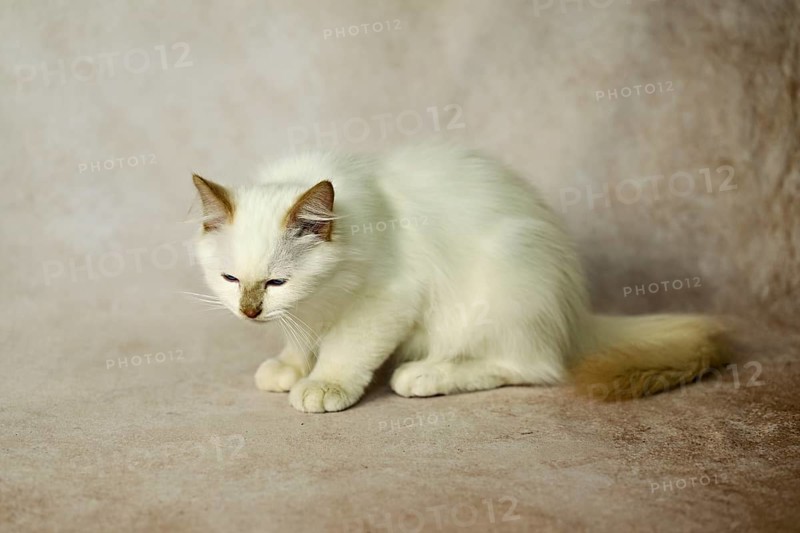 Purebred cat, Sacred Burmese, young male cat, Cinnamon-point