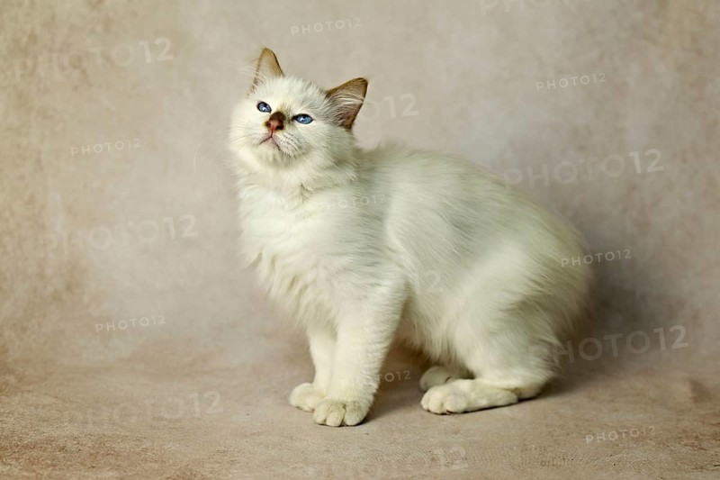 Purebred cat, Sacred Burmese, young male cat, Cinnamon-point