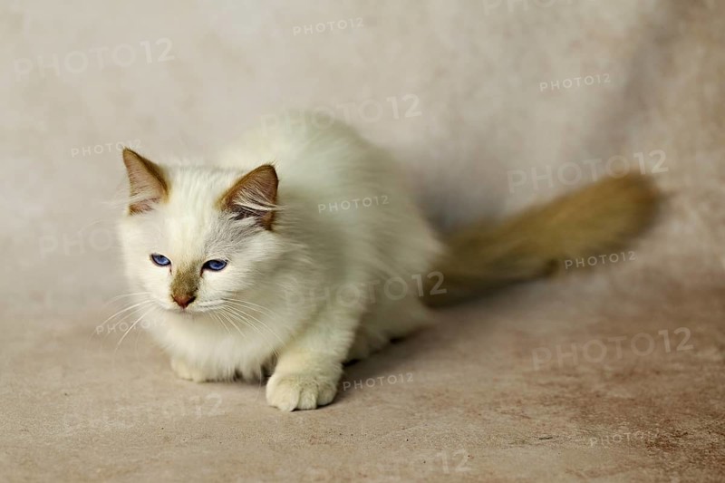 Purebred cat, Sacred Burmese, young male cat, Cinnamon-point