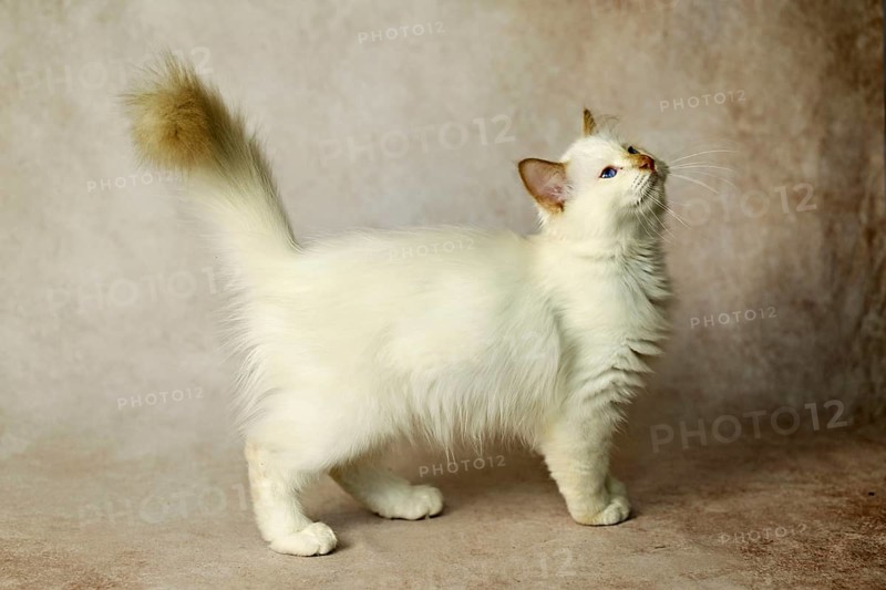 Purebred cat, Sacred Burmese, young male cat, Cinnamon-point