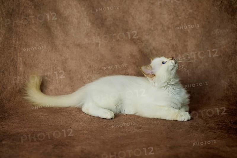 Purebred cat, Sacred Burmese, young male cat, Cinnamon-point