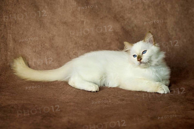Purebred cat, Sacred Burmese, young male cat, Cinnamon-point