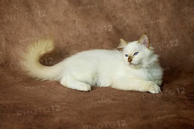 Purebred cat, Sacred Burmese, young male cat, Cinnamon-point