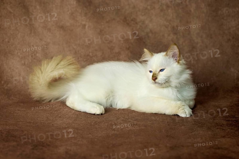 Purebred cat, Sacred Burmese, young male cat, Cinnamon-point