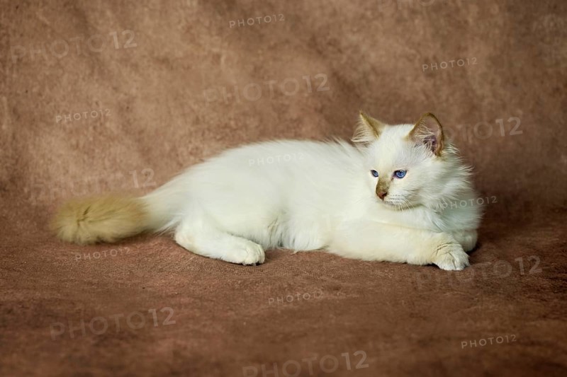 Purebred cat, Sacred Burmese, young male cat, Cinnamon-point