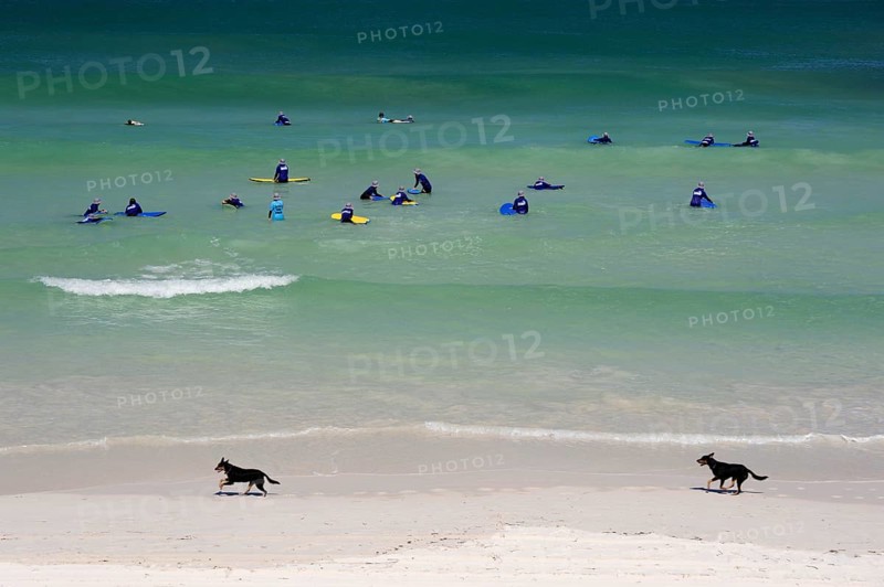 Surf lessons and two dogs on the beach near Lancelin, Perth, Western Australia, WA, Indian Ocean, Australia